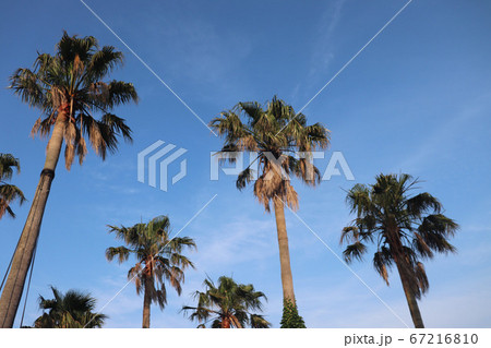 ヤシの木 67216810