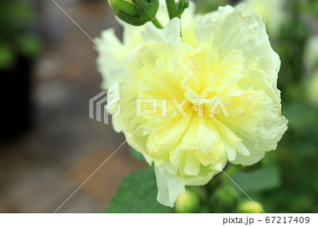 滋賀県草津市、水生植物公園みずの森の風景、カンレン【7月】 67217409