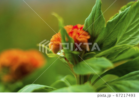 オレンジ色のケイトウの花 67217493