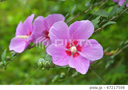 樹木：ムクゲ　アオイ科　 67217506