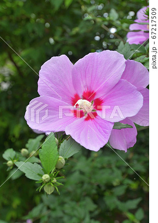 樹木：ムクゲ　アオイ科　 67217509