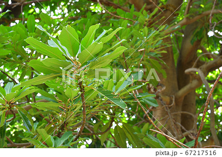 樹木:ユズリハ ユズリハ科 樹木:ユズリハ ユズリハ科 67217516