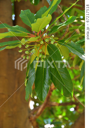 樹木:ユズリハ ユズリハ科 樹木:ユズリハ ユズリハ科 67217518