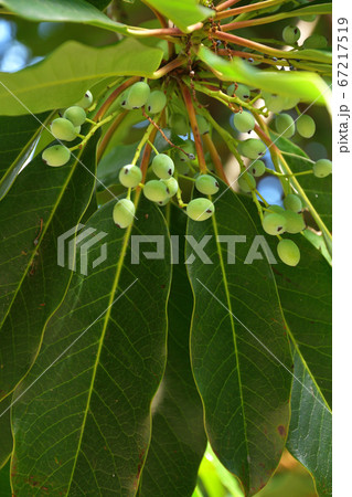 樹木:ユズリハ ユズリハ科 樹木:ユズリハ ユズリハ科 67217519