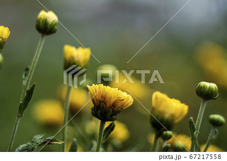 小菊の花 67217558