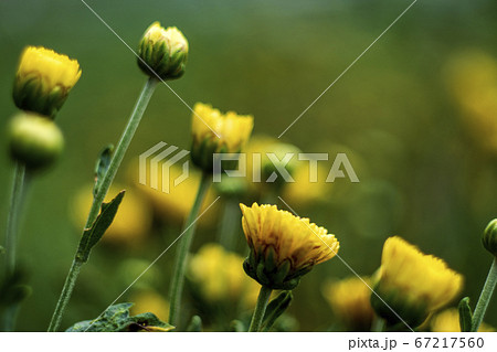 小菊の花 67217560