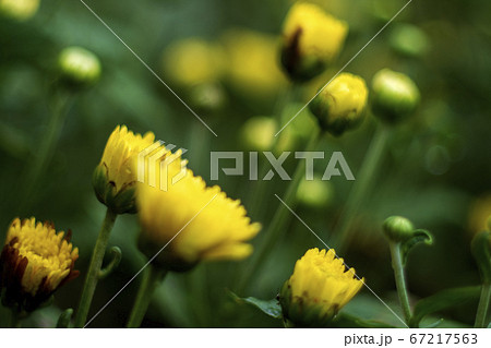 小菊の花 67217563