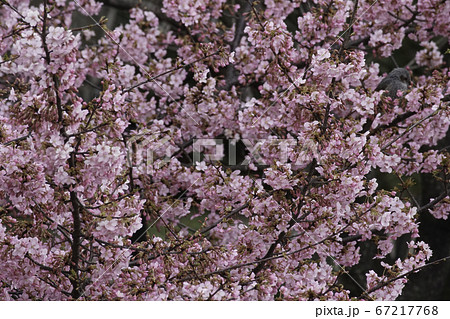 満開の河津桜 67217768