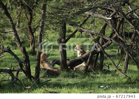 cheetah in savannah in kenya 67217943