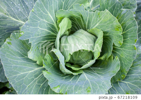 Fresh cabbage head. Close-up. Fresh cabbage head. Close-up. 67218109