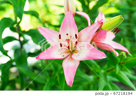 Pink lily flower close up 67218194