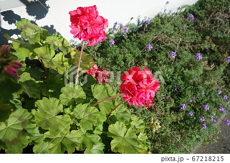 屋外に咲いた赤いゼラニウムの花 屋外に咲いた赤いゼラニウムの花 67218215