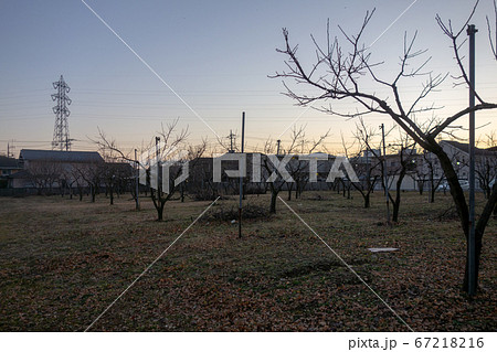 東京郊外の冬の畑 東京郊外の冬の畑 67218216
