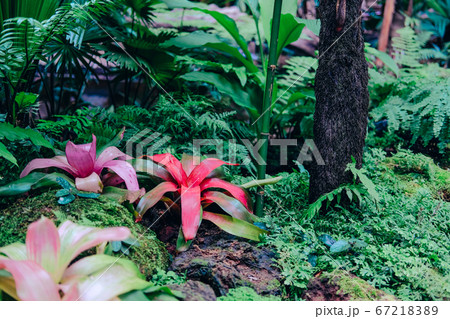 Urn bromeliad tropical plant in garden Urn bromeliad tropical plant in garden 67218389