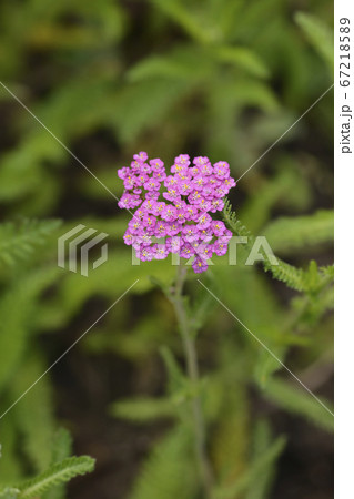 Summer Pastels Yarrow Summer Pastels Yarrow 67218589