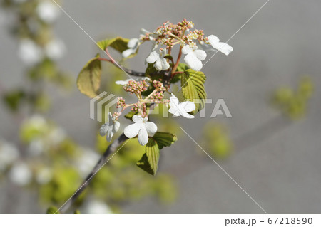 Japanese snowball Mariesii Japanese snowball Mariesii 67218590