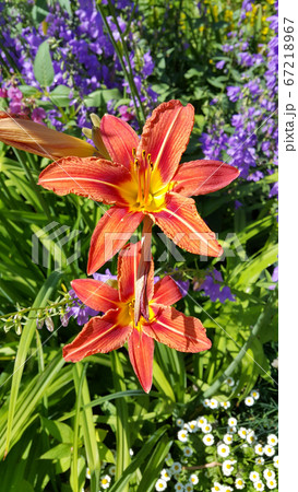 Beautiful orange day-lily and other flowers in summer garden Beautiful orange day-lily and other flowers in summer garden 67218967