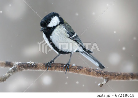シジュウカラ 野鳥 雪の中 Japanese Tit 67219019