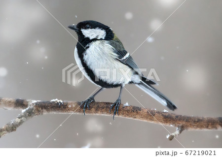 シジュウカラ 野鳥 雪の中 Japanese Tit 67219021
