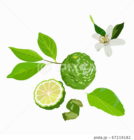 Vector stock illustration of bergamot. Green citrus fruit and bergamot flower peel and leaves. For labels, packaging: of Spa aroma oil tea. Bergamot fruit with cut in half isolated on white background Vector stock illustration of bergamot. Green citrus fruit and bergamot flower peel and leaves. For labels, packaging: of Spa aroma oil tea. Bergamot fruit with cut in half isolated on white background 67219182