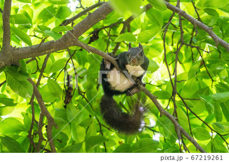 野生動物 リス 動物 67219261