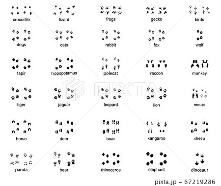 Set of footprints of wild animals on a white background 67219286