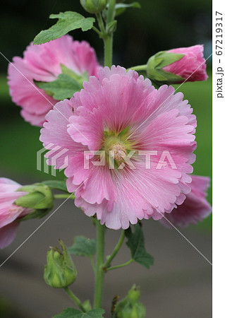 梅雨の花タチアオイの写真素材