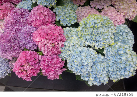 6月のカラフルな紫陽花の壁紙の写真素材