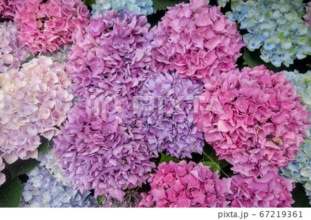 6月のカラフルな紫陽花の壁紙の写真素材 [67219361] - PIXTA