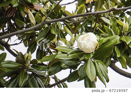 開き始めたタイサンボクのつぼみ 開き始めたタイサンボクのつぼみ 67219397