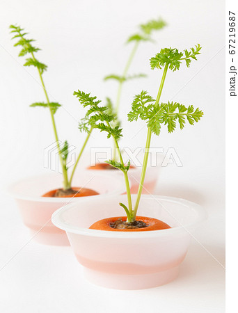 人参のリボベジ　再生野菜の栽培　ニンジンの葉　リボベジで節約 67219687