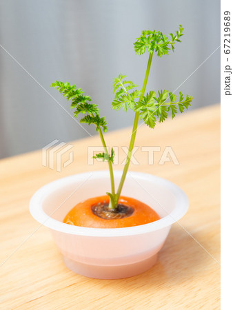 人参のリボベジ 再生野菜の栽培 ニンジンの葉 リボベジで節約 人参のリボベジ 再生野菜の栽培 ニンジンの葉 リボベジで節約 67219689