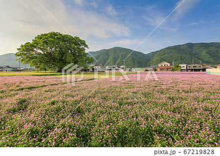 徳島県　春　東みよし町　加茂の大クス 67219828