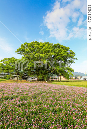 徳島県　春　東みよし町　加茂の大クス 67219831