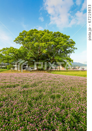徳島県　春　東みよし町　加茂の大クス 67219833