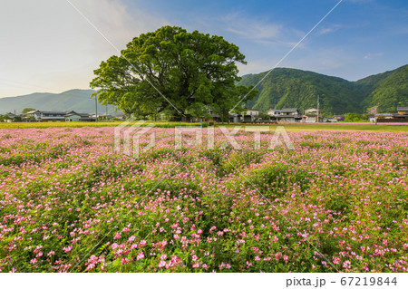 徳島県　春　東みよし町　加茂の大クス 67219844