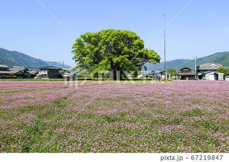 徳島県　春　東みよし町　加茂の大クス 67219847