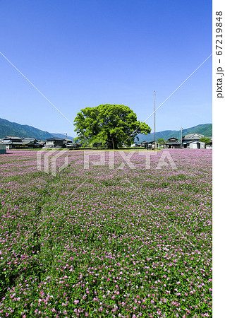 徳島県 春 東みよし町 加茂の大クス 徳島県 春 東みよし町 加茂の大クス 67219848