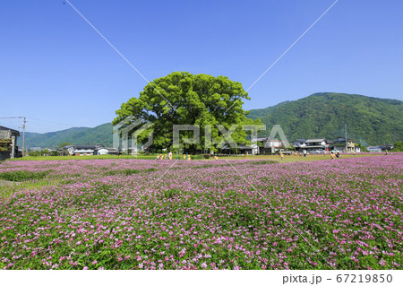徳島県 春 東みよし町 加茂の大クス 徳島県 春 東みよし町 加茂の大クス 67219850