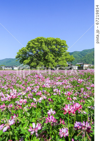 徳島県 春 東みよし町 加茂の大クス 徳島県 春 東みよし町 加茂の大クス 67219854