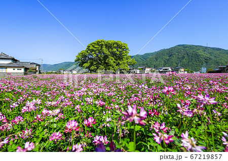 徳島県 春 東みよし町 加茂の大クス 徳島県 春 東みよし町 加茂の大クス 67219857