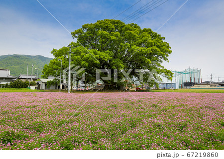 徳島県　春　東みよし町　加茂の大クス 67219860