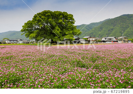 徳島県　春　東みよし町　加茂の大クス 67219895