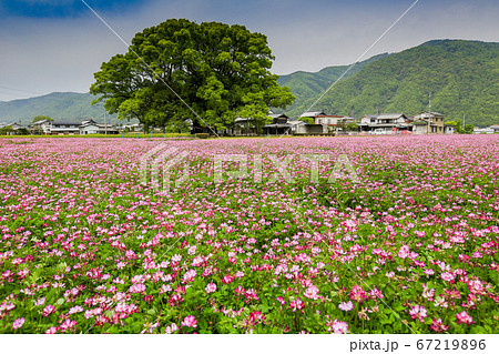 徳島県　春　東みよし町　加茂の大クス 67219896