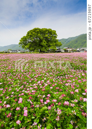 徳島県　春　東みよし町　加茂の大クス 67219897