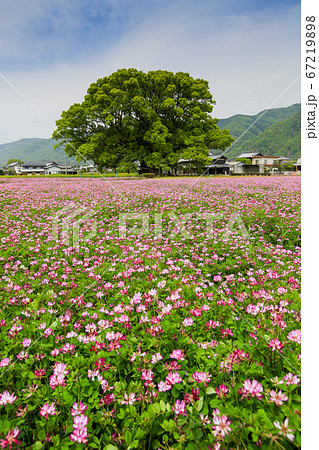 徳島県　春　東みよし町　加茂の大クス 67219898