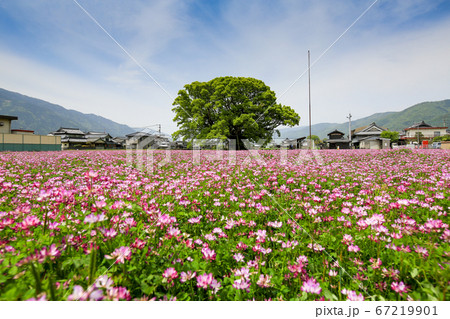 徳島県　春　東みよし町　加茂の大クス 67219901