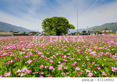 徳島県　春　東みよし町　加茂の大クス 67219902
