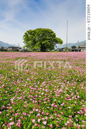 徳島県　春　東みよし町　加茂の大クス 67219904