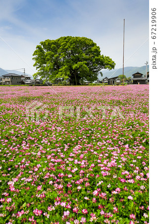徳島県 春 東みよし町 加茂の大クス 徳島県 春 東みよし町 加茂の大クス 67219906